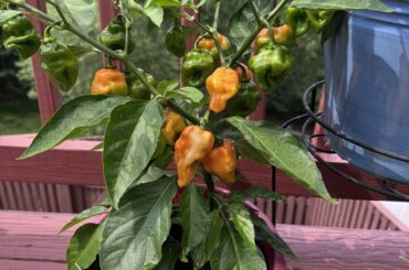 Getting close to harvest