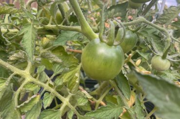 “What Chili is this?!”