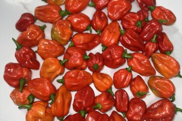 Caribbean Red Habanero