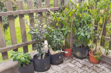 Fuck the pest - rant in pictures