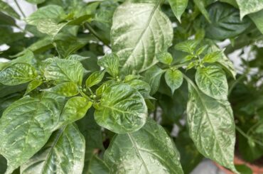 Whats happening? Sunscald? Or some kind of disease.