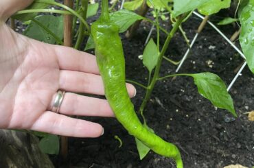 What kind of peppers are these?