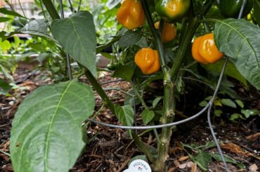 Do scotch bonnets turn yellow-> orange -> red or just the one color? Mine all seem to be yellows