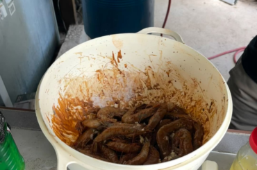 Camarones Ala Cucaracha-PVR, Mexico