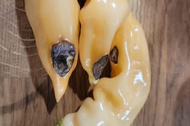 Help identifying rot