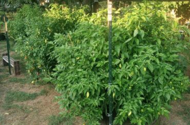 anyone else plant your peppers really close together?