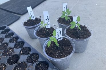 I just transplanted my first pepper plants from seed tray to little pots with plastic domes! Should I keep them on the heat mat? In water? Or somewhere else?