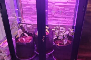Finally out my chilies in their own space. Is it enough light?