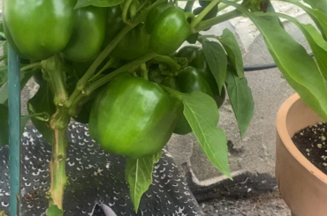 Pepper patch at peak productivity!