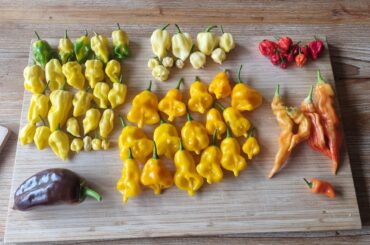 Look at my little harvest