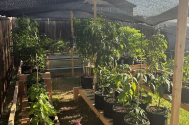 Pepper patch & monster habanero