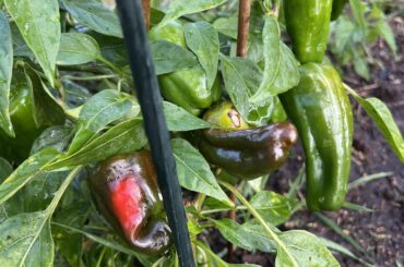 What is this? Seed package was labeled as Turkish.