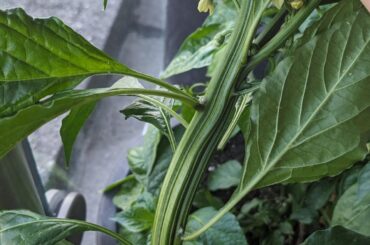 Insane fascination growth, 3 in 1 branches