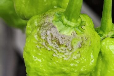 Hello, I'm new to growing peppers & concerned about these brown spots growing on tops of several peppers. Can anyone tell me what they are and if they're something to be concerned about? Thanks for any advice! Maybe it's starting to color, they should be turning red soon.