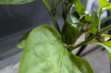 I'm new to growing and I have 3 Padron peppers growing!!!