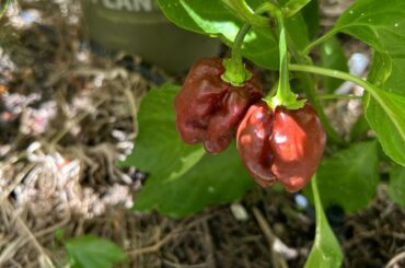 Are they ripe yet? 7Pot chocolate