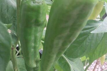 Gf planted these and not 100% on what they are I'm new to gardening and peppers