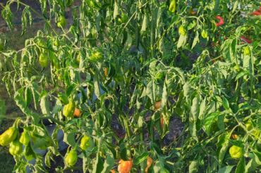 Favorite Hot Sauce Recipes?