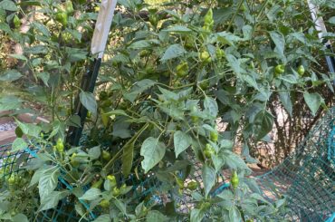 What pepper is this?