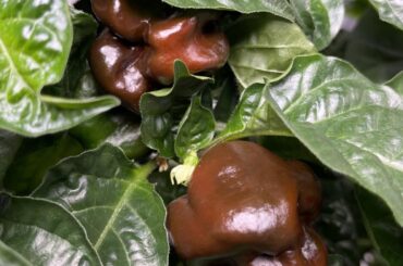 Ripening progress - Habanero Chocolate