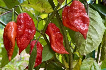 My super hots a getting ripe