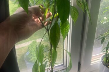 What chili plant is this?