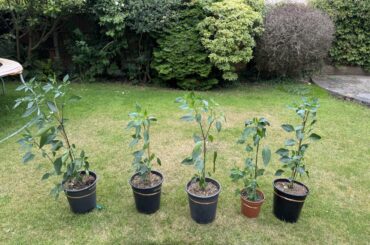 Did I miss the chance to top off my plants?