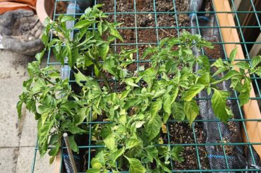 My adjuma plant, any suggestions welcome