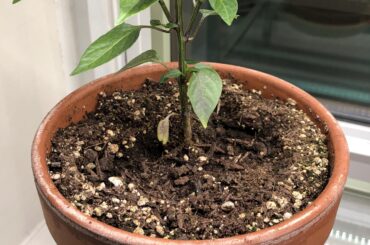 Does any one have a really small bushy pepper plant?