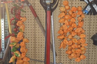 What did you do in your pepper patch for fun?