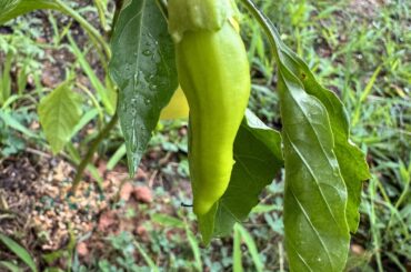 Help my peppers!