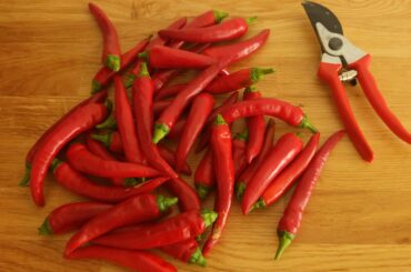 First harvest of the year :) Sadly, they turned out completely heatless :(