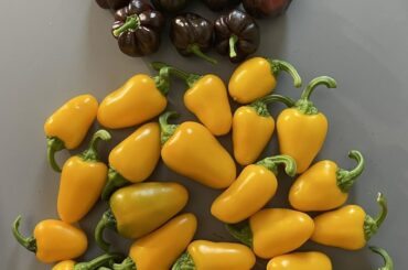 Past harvests from archive since June 2024