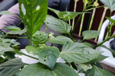 What is eating my plant?