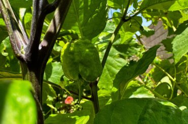 First sign of production on my Reaper