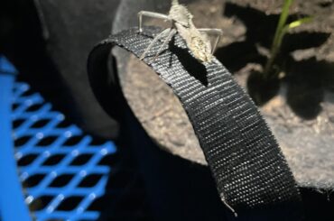 Look at this little guy!