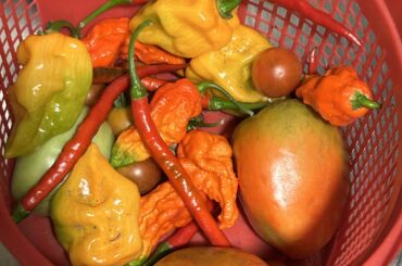 First harvest of all I got so far