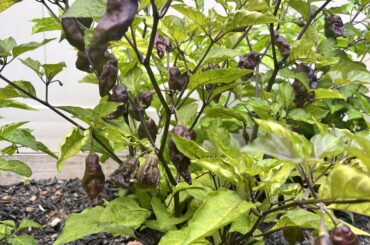 Purple fruit plant (I think hallows eve) has one red pepper. Why?