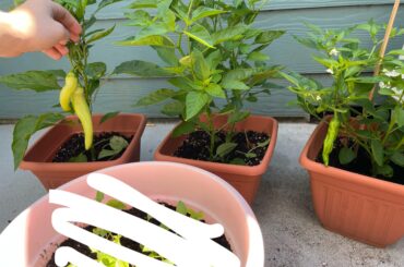 HELP IDENTIFY PLEASE