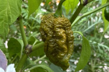 Waiting since a month for this pepper x to ripe