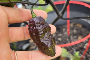 UPDATE: Random SuperHots are Starting to Ripen
