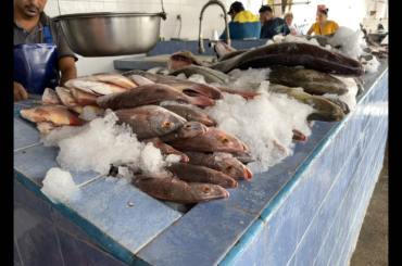 Fish market- La Cruz de Huanacaxtle, Mexico