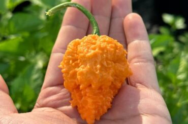 Fried Chicken Pepper