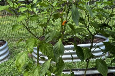 Are These The Same Plants? Round Two