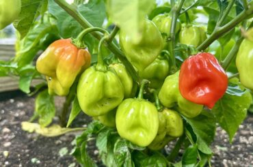 Caribbean Red Hots when to pick?