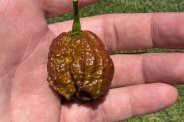 Only one 7 Pot Chocolate all season. Plant won’t flower after this