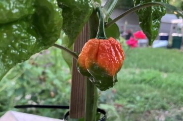 Does brain collapse peach start this color?