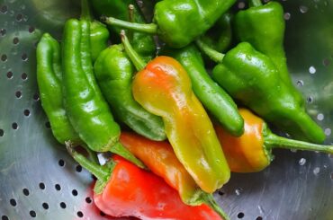 This summer I ate a lot of padron peppers, I just love them