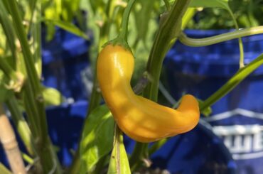 Update on my Mango Drop peppers- ripening has begun!