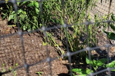 Plants wilting while nearby plants thrive